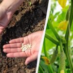 Огірки швидко зійдуть і не будуть хворіти: у чому замочити насіння перед посадкою