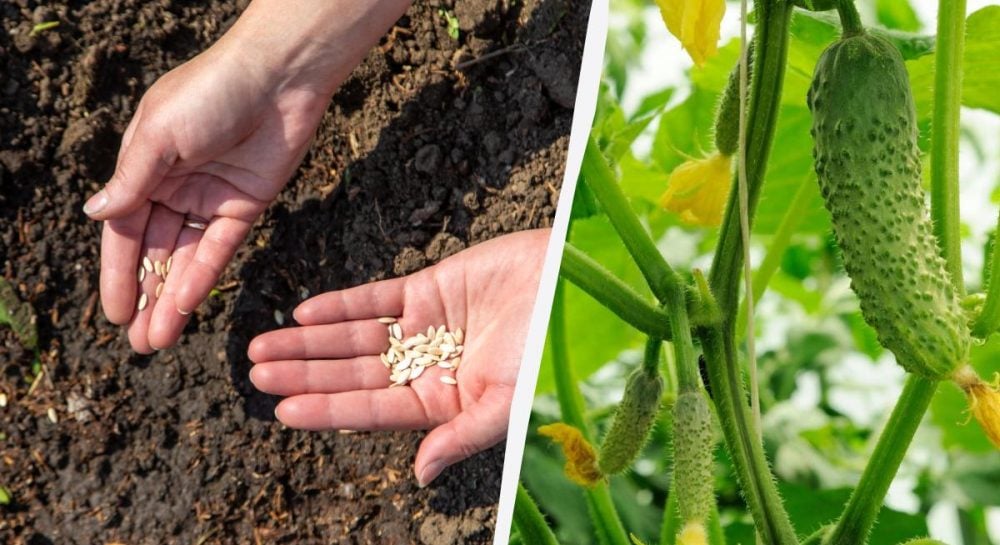Огірки швидко зійдуть і не будуть хворіти: у чому замочити насіння перед посадкою