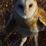 В Одеській області у дику природу після поранення випустили рідкісну сову