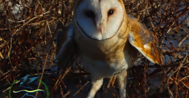В Одеській області у дику природу після поранення випустили рідкісну сову