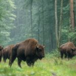 У Польщі пасажирський експрес “Зубр” збив трьох зубрів