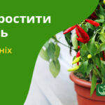 Як виростити перець у домашніх умовах?