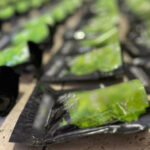 Наркотик кратом під виглядом чаю матча: вилучено тонну речовини, затримано киянина